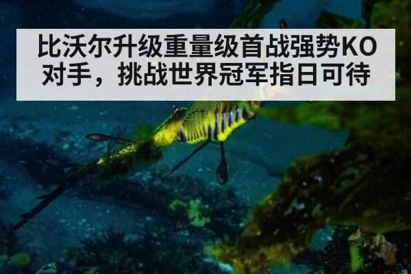 比沃尔升级重量级首战强势KO对手,挑战世界冠军指日可待